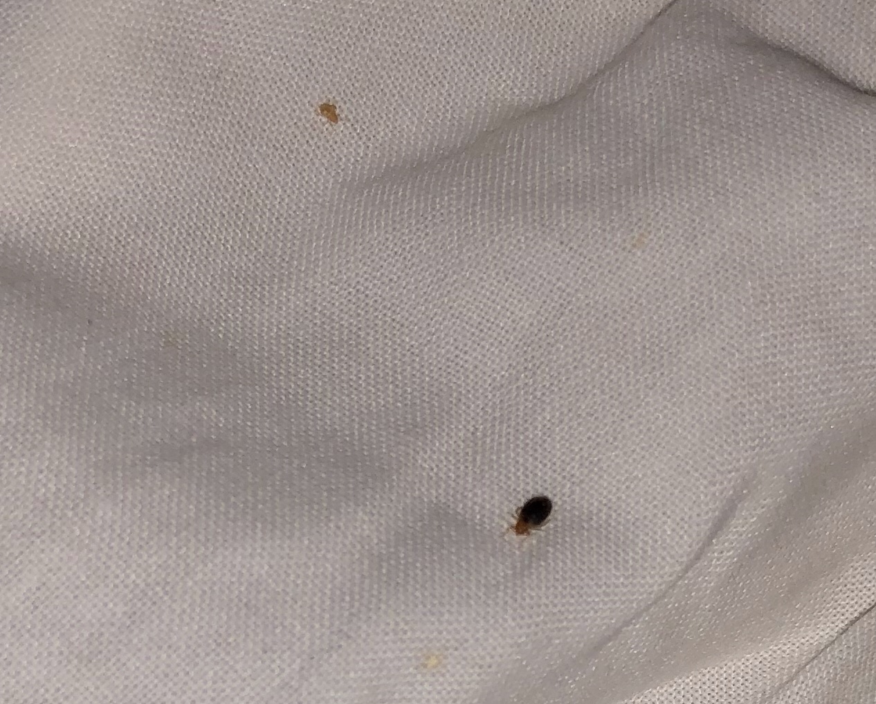 How to identify and find bed bugs while travelling
