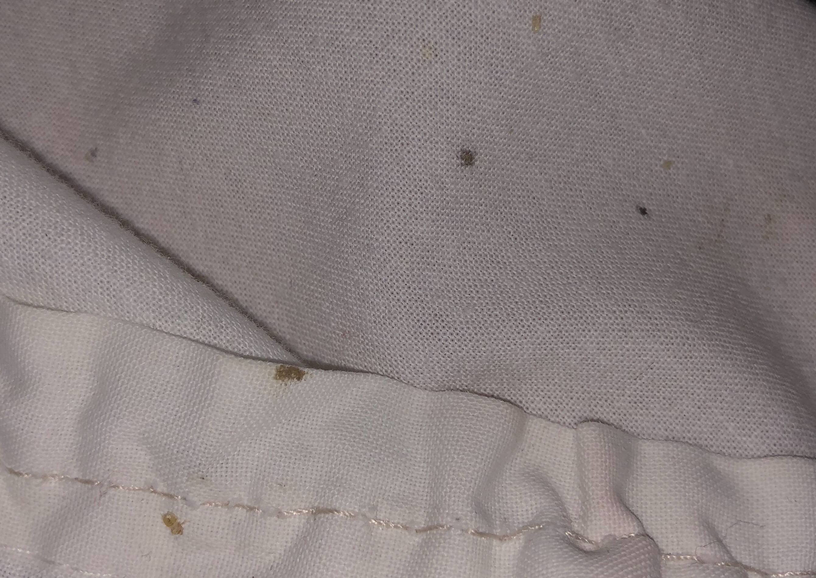 How to identify and find bed bugs while travelling