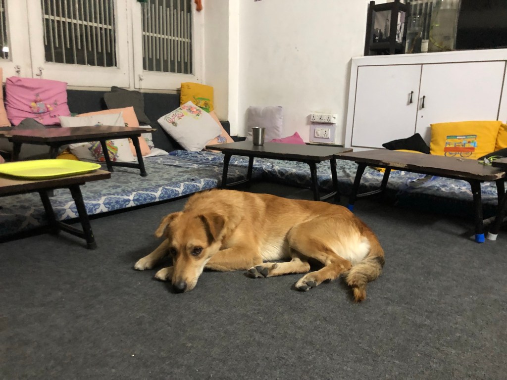 The dog is curled up in the middle of the floor of the main room of the hostel.
