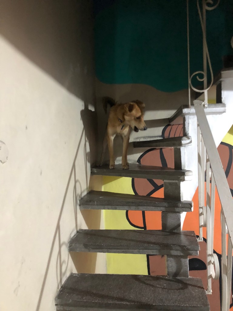 The dog stands on a spiral staircase that leads up to the roof.