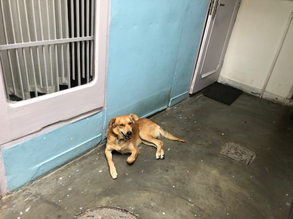 An image of the dog laying down outside of the dorm rooms.