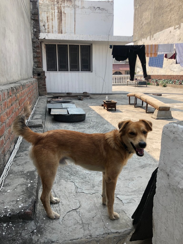 Tikka looking at the camera and smiling while on a portion of the roof of the hostel.