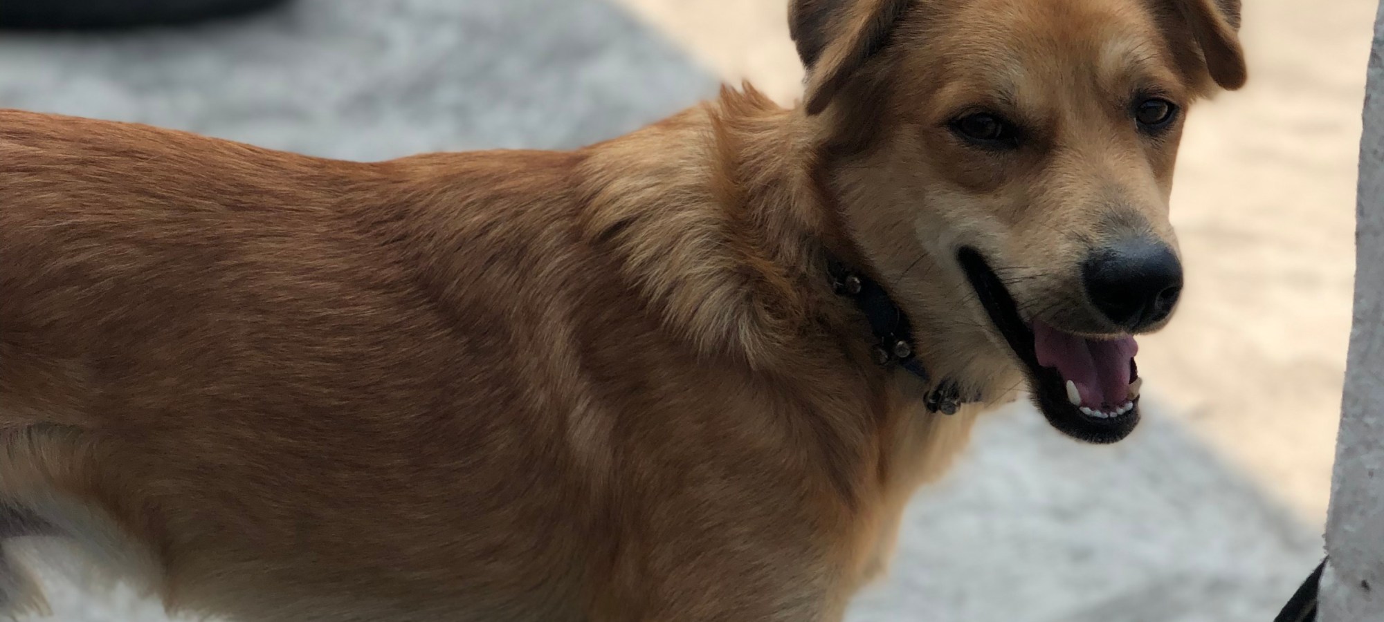 Tikka, a light brown and white dog smiles at the camera