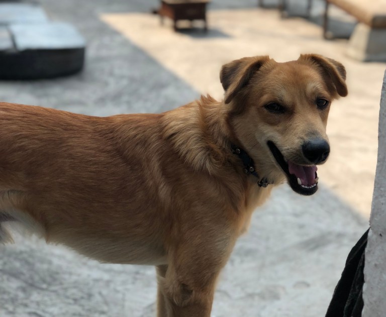 Tikka, a light brown and white dog smiles at the camera